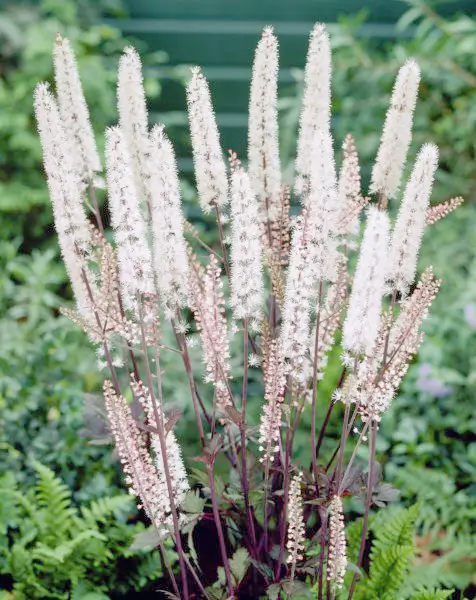 Цимицифуга для лечения климакса